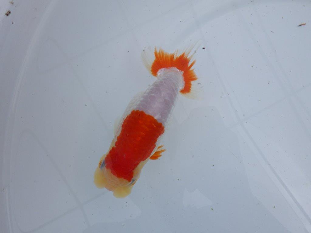 【 上位入賞独占ブリーダー】フンタン&綺麗な更紗 当歳らんちゅう 東大関系統 約15㎝ メス?