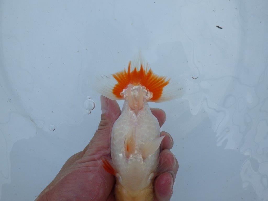 【 上位入賞独占ブリーダー】フンタン&綺麗な更紗 当歳らんちゅう 東大関系統 約15㎝ メス?