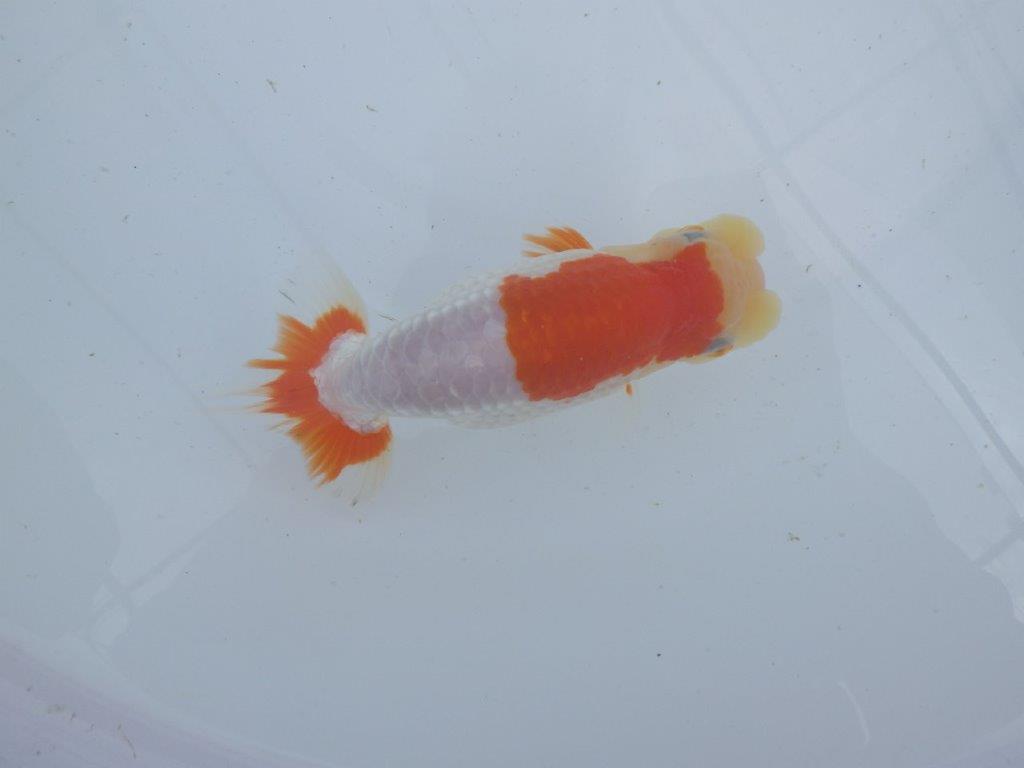 【 上位入賞独占ブリーダー】フンタン&綺麗な更紗 当歳らんちゅう 東大関系統 約15㎝ メス?