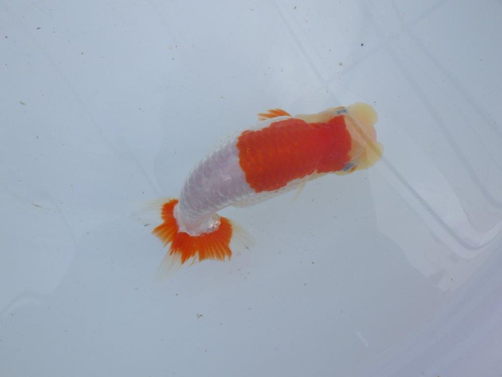 【 上位入賞独占ブリーダー】フンタン&綺麗な更紗 当歳らんちゅう 東大関系統 約15㎝ メス?