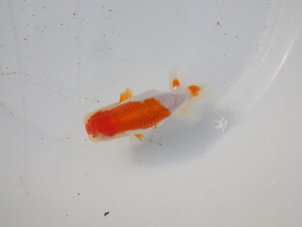 【 和歌山　濱田氏　系統魚】色艶が良く可愛い更紗当歳らんちゅう　約11㎝  四ッ尾　二本舵　メス？