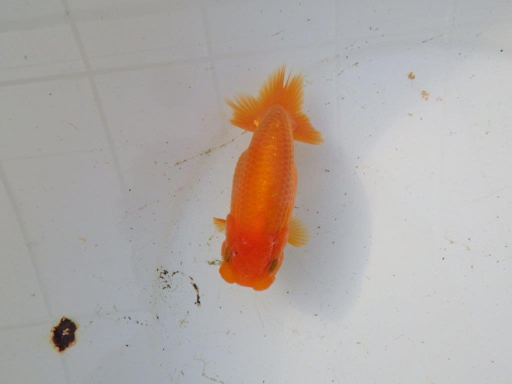 【 和歌山 濱田氏 系統魚】背の雰囲気から大きくなりそうな当歳らんちゅう 約12㎝ 四ッ尾 二本舵 メス?