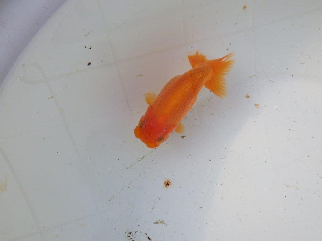 【 和歌山 濱田氏 系統魚】背の雰囲気から大きくなりそうな当歳らんちゅう 約12㎝ 四ッ尾 二本舵 メス?