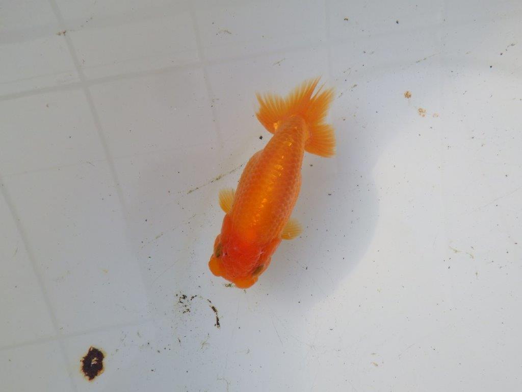 【 和歌山 濱田氏 系統魚】背の雰囲気から大きくなりそうな当歳らんちゅう 約12㎝ 四ッ尾 二本舵 メス?