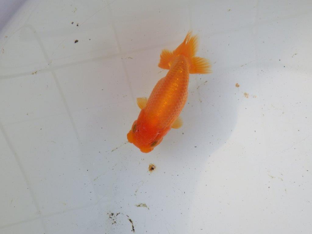 【 和歌山 濱田氏 系統魚】背の雰囲気から大きくなりそうな当歳らんちゅう 約12㎝ 四ッ尾 二本舵 メス?