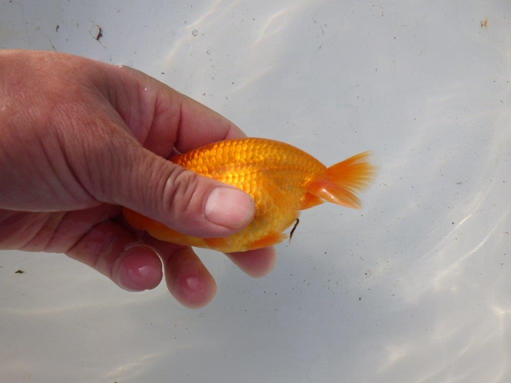 【 和歌山 濱田氏 系統魚】背の雰囲気から大きくなりそうな当歳らんちゅう 約12㎝ 四ッ尾 二本舵 メス?