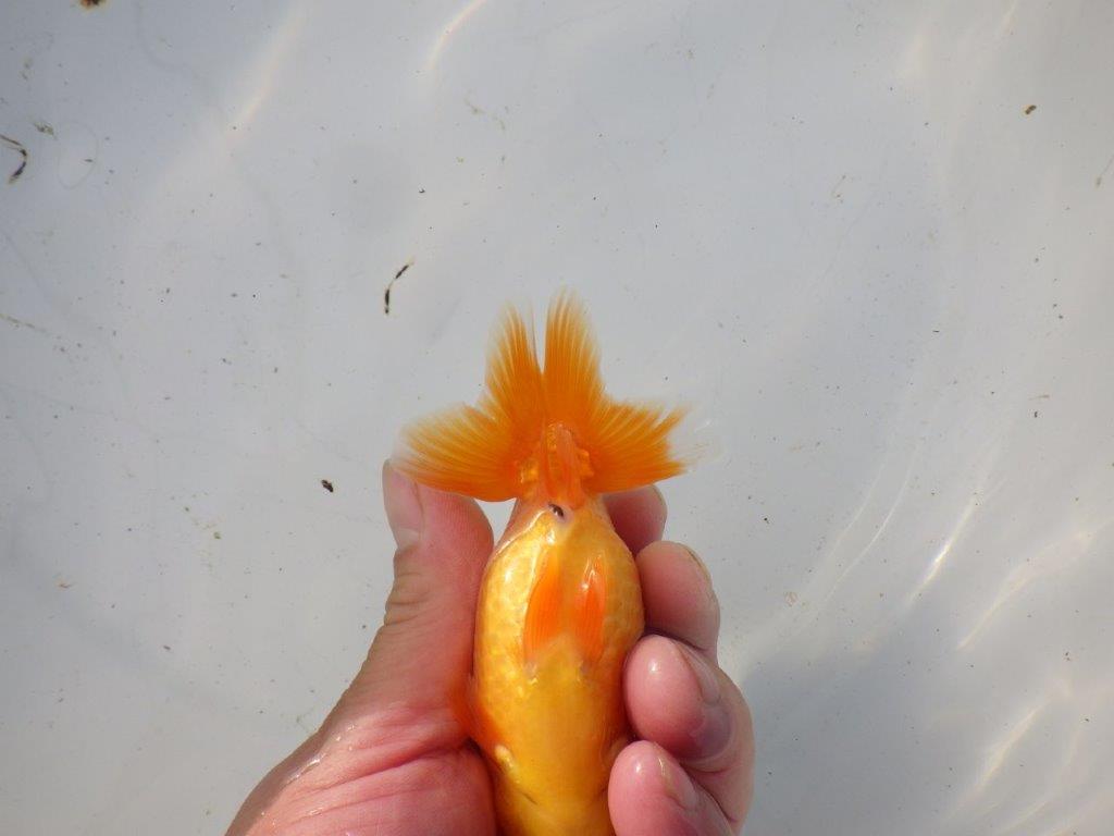 【 和歌山 濱田氏 系統魚】背の雰囲気から大きくなりそうな当歳らんちゅう 約12㎝ 四ッ尾 二本舵 メス?