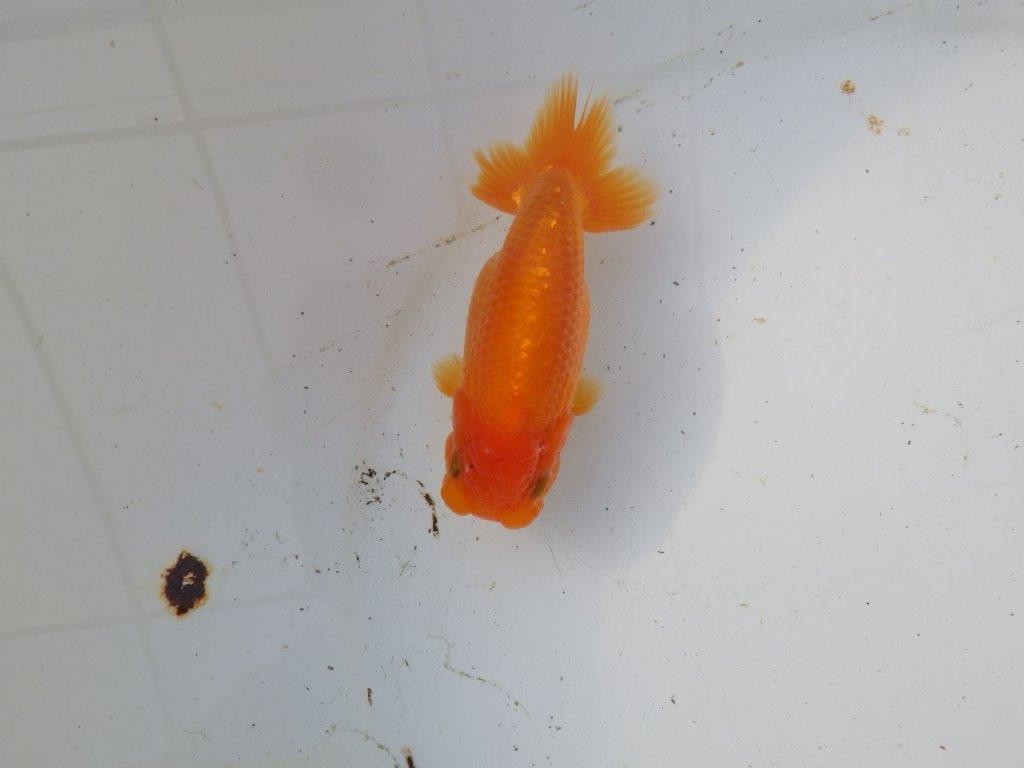 【 和歌山　濱田氏　系統魚】背の雰囲気から大きくなりそうな当歳らんちゅう　約12㎝  四ッ尾　二本舵　メス？の上身