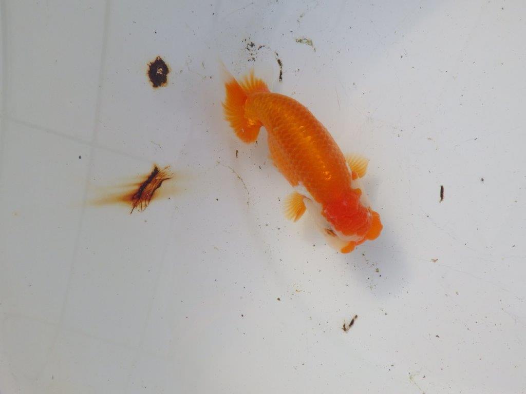 【 和歌山 濱田氏 系統魚】系等が物語る素晴らしいフンタン当歳らんちゅう 約12㎝ 四ッ尾 二本舵 オス?