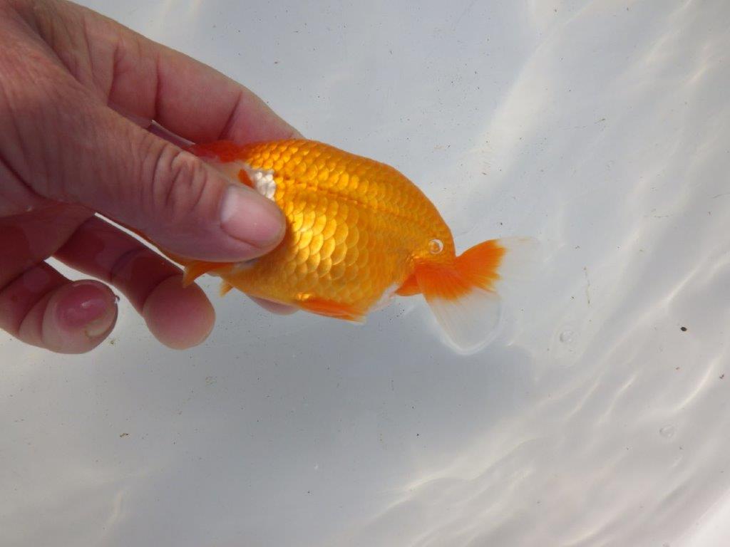 【 和歌山 濱田氏 系統魚】系等が物語る素晴らしいフンタン当歳らんちゅう 約12㎝ 四ッ尾 二本舵 オス?