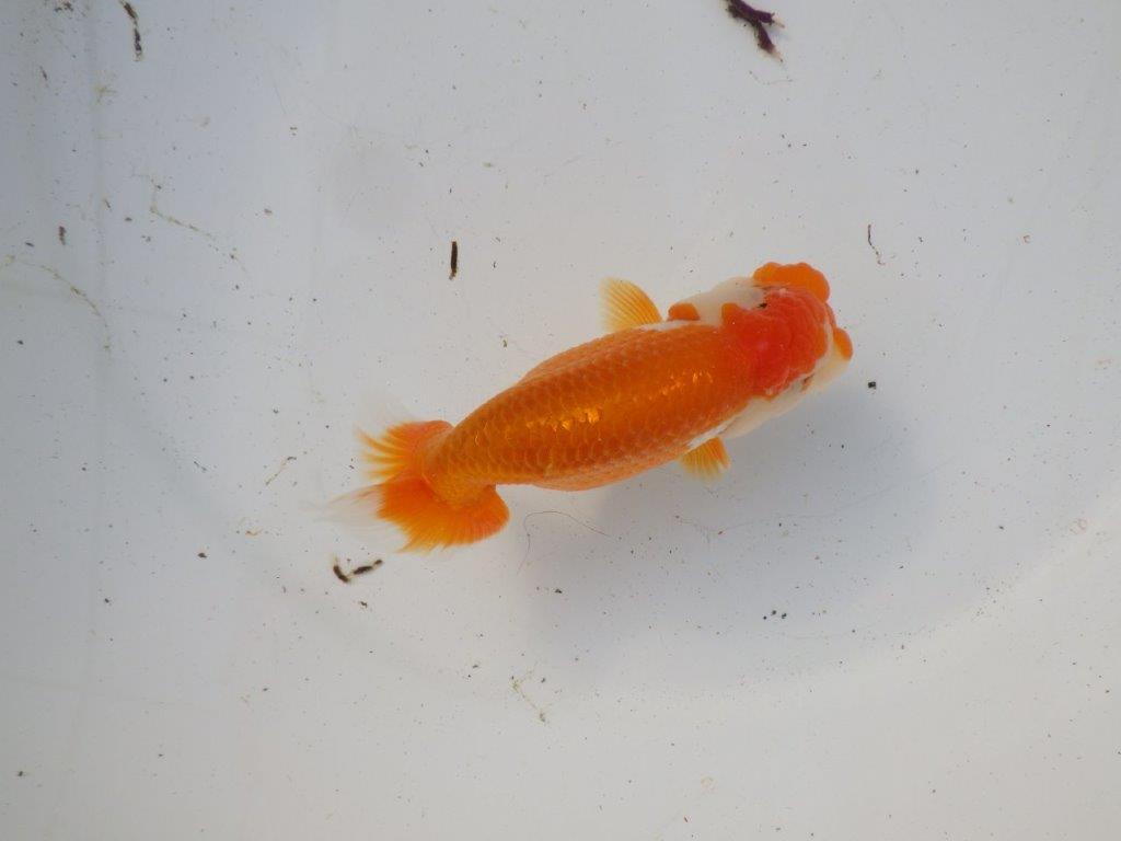 【 和歌山 濱田氏 系統魚】系等が物語る素晴らしいフンタン当歳らんちゅう 約12㎝ 四ッ尾 二本舵 オス?