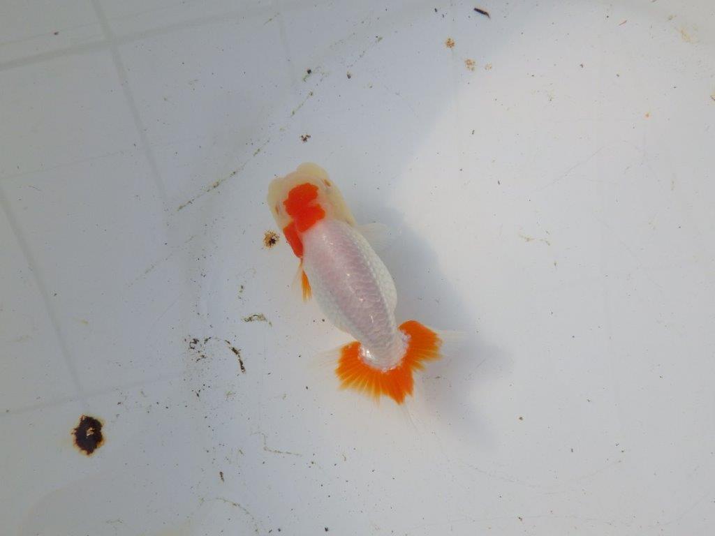 【 和歌山 濱田氏 系統魚】白地に赤が映える更紗当歳らんちゅう 約11㎝ 四ッ尾 二本舵 オス?