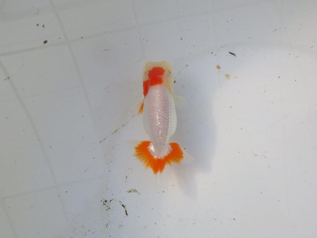 【 和歌山 濱田氏 系統魚】白地に赤が映える更紗当歳らんちゅう 約11㎝ 四ッ尾 二本舵 オス?