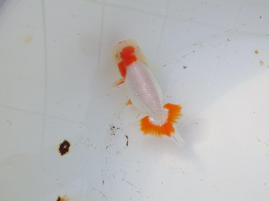 【 和歌山 濱田氏 系統魚】白地に赤が映える更紗当歳らんちゅう 約11㎝ 四ッ尾 二本舵 オス?