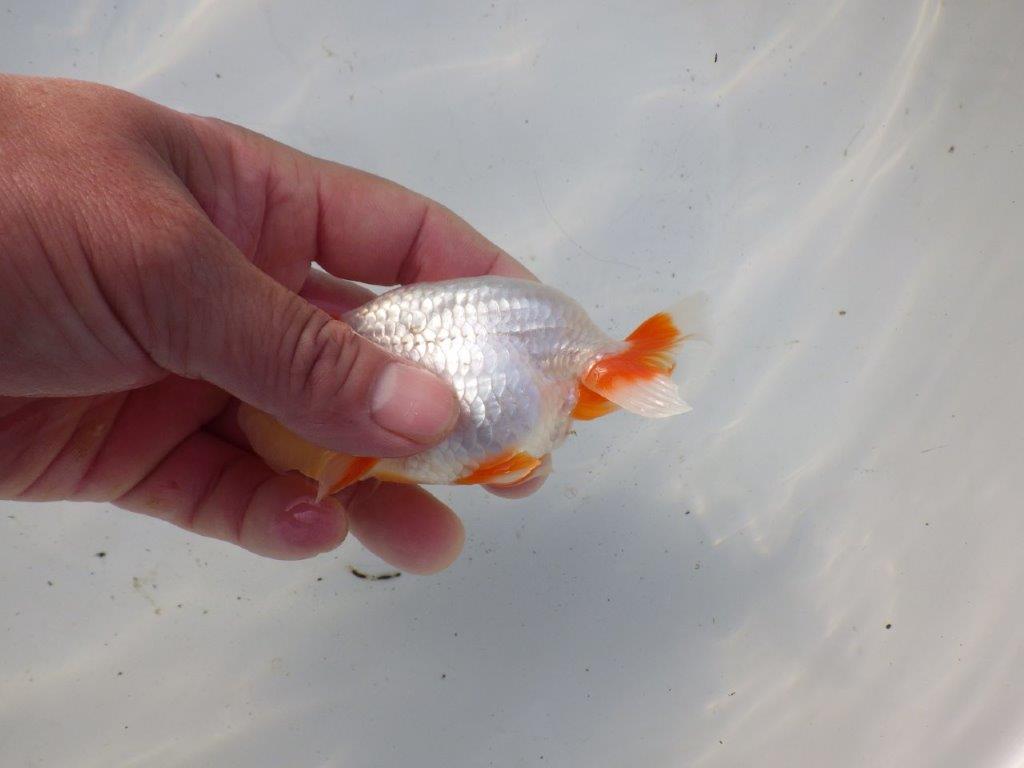 【 和歌山 濱田氏 系統魚】白地に赤が映える更紗当歳らんちゅう 約11㎝ 四ッ尾 二本舵 オス?