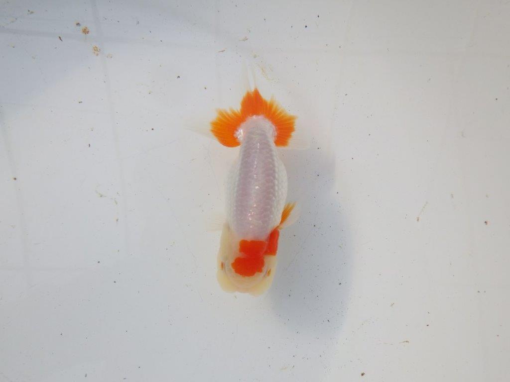 【 和歌山 濱田氏 系統魚】白地に赤が映える更紗当歳らんちゅう 約11㎝ 四ッ尾 二本舵 オス?