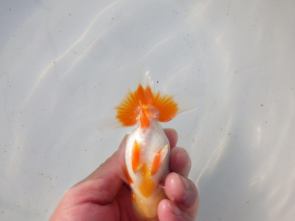 【 和歌山 濱田氏 系統魚】白地に赤が映える更紗当歳らんちゅう 約11㎝ 四ッ尾 二本舵 オス?