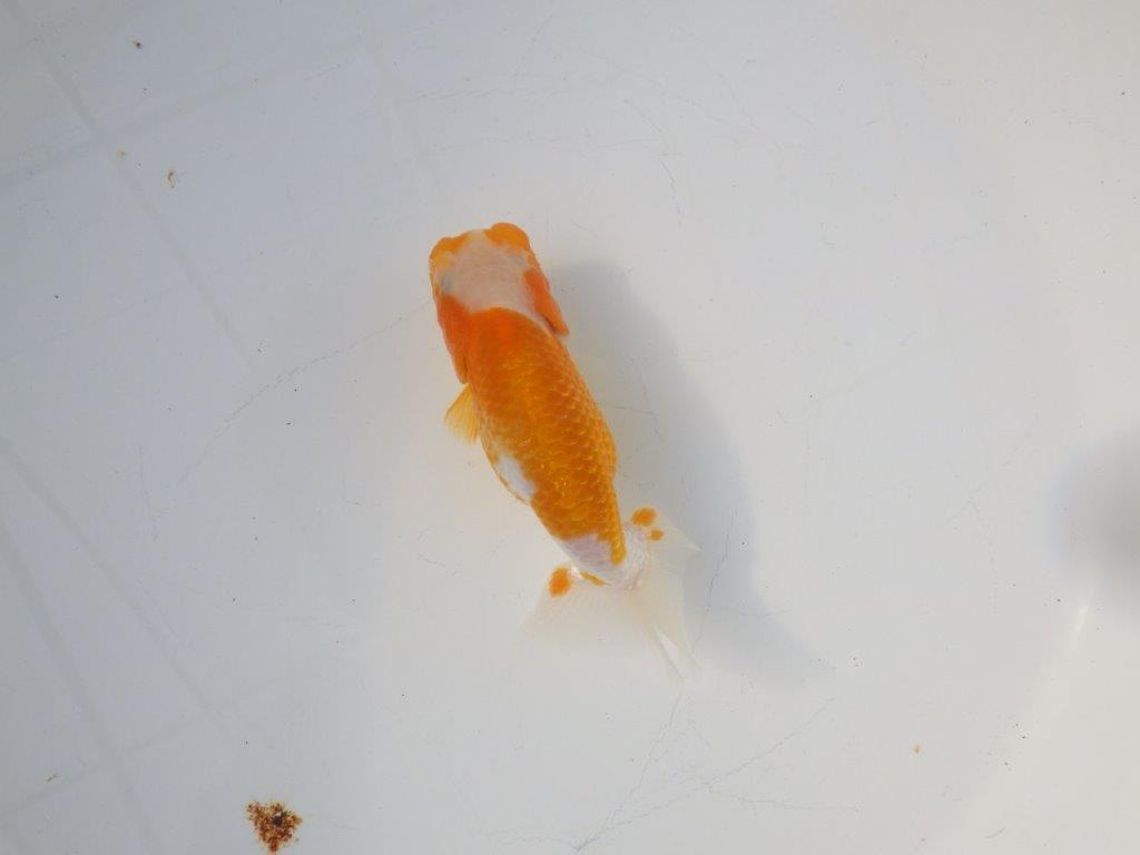 【 岡山村上暢彦氏 系統魚】フンタンの発育が良い当歳らんちゅう 約12㎝ 四ッ尾 二本舵 メス?