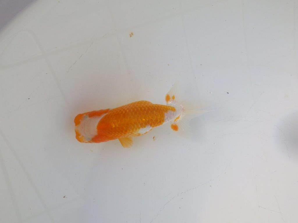 【 岡山村上暢彦氏　系統魚】フンタンの発育が良い当歳らんちゅう　約12㎝  四ッ尾　二本舵　メス？の上身