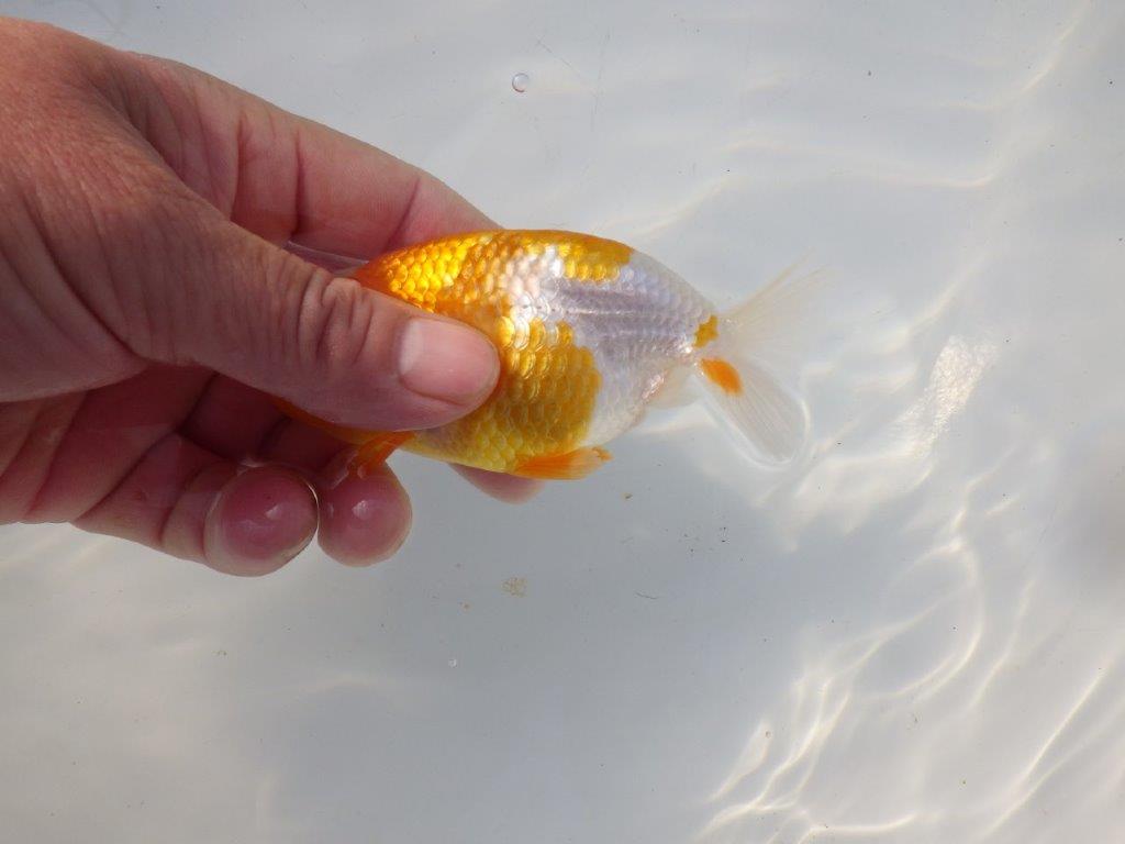 【 岡山村上暢彦氏 系統魚】フンタンの発育が良い当歳らんちゅう 約12㎝ 四ッ尾 二本舵 メス?