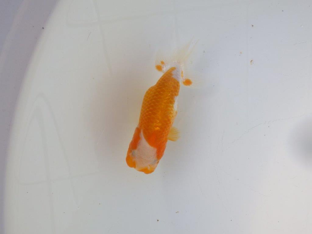 【 岡山村上暢彦氏 系統魚】フンタンの発育が良い当歳らんちゅう 約12㎝ 四ッ尾 二本舵 メス?