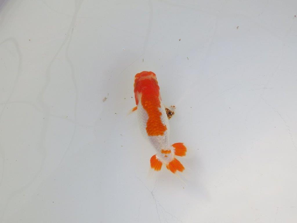 【 岡山村上暢彦氏 系統魚】色艶が良く水槽映え当歳らんちゅう 約10,5㎝ 四ッ尾 一本舵 オス?