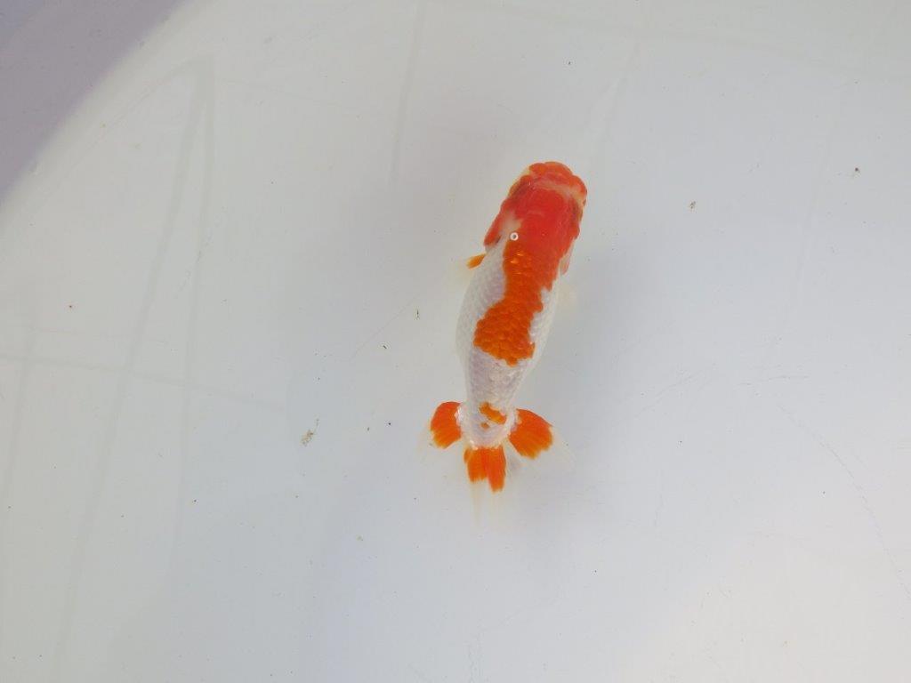 【 岡山村上暢彦氏 系統魚】色艶が良く水槽映え当歳らんちゅう 約10,5㎝ 四ッ尾 一本舵 オス?