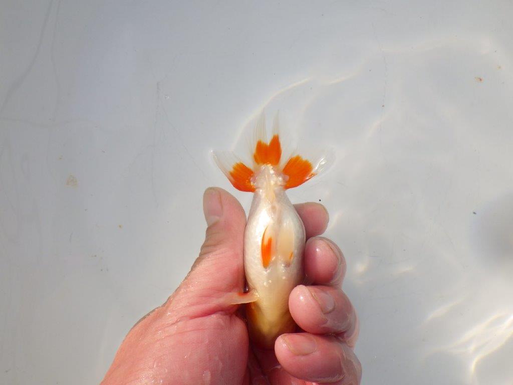 【 岡山村上暢彦氏 系統魚】色艶が良く水槽映え当歳らんちゅう 約10,5㎝ 四ッ尾 一本舵 オス?