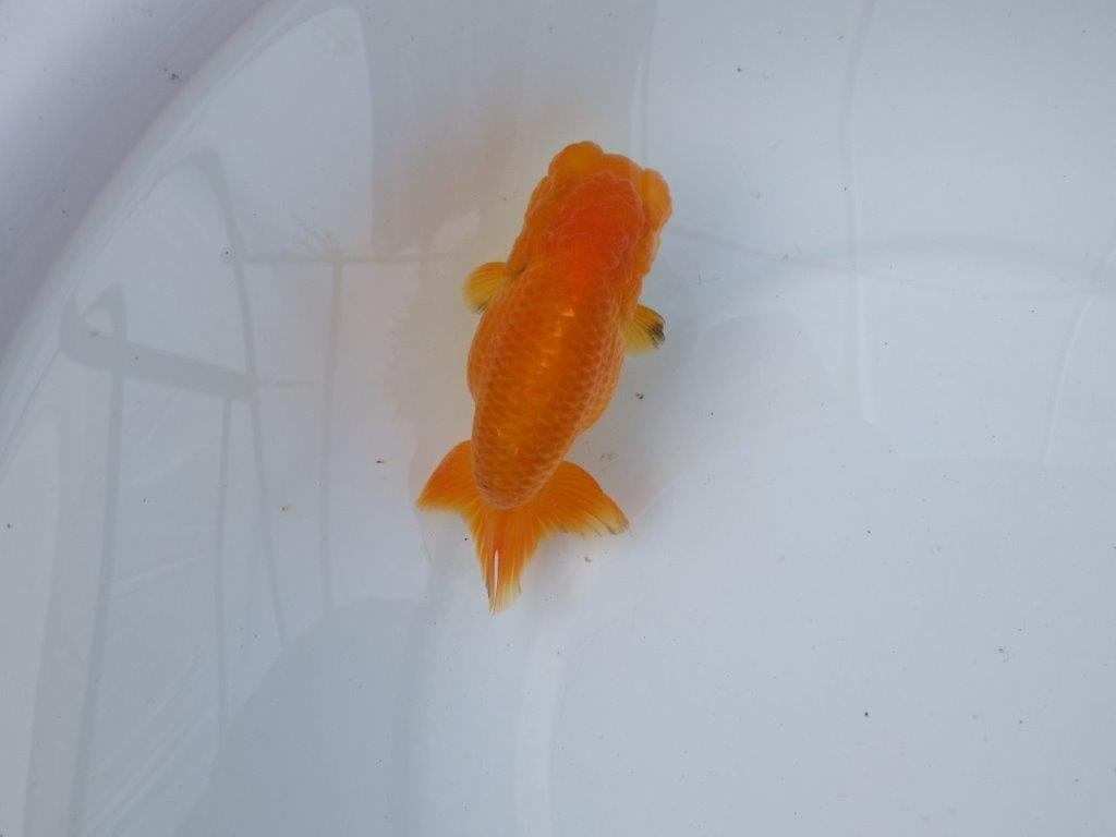 【愛知 小早川義幸氏　当歳らんちゅう 】丸みのある綺麗な背のラインが映える　約12,5cm メス？