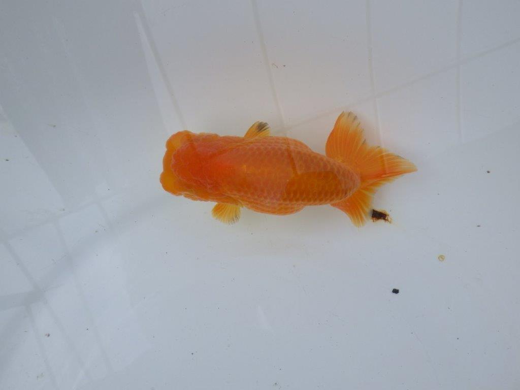 【愛知 小早川義幸氏　当歳らんちゅう 】丸みのある綺麗な背のラインが映える　約12,5cm メス？