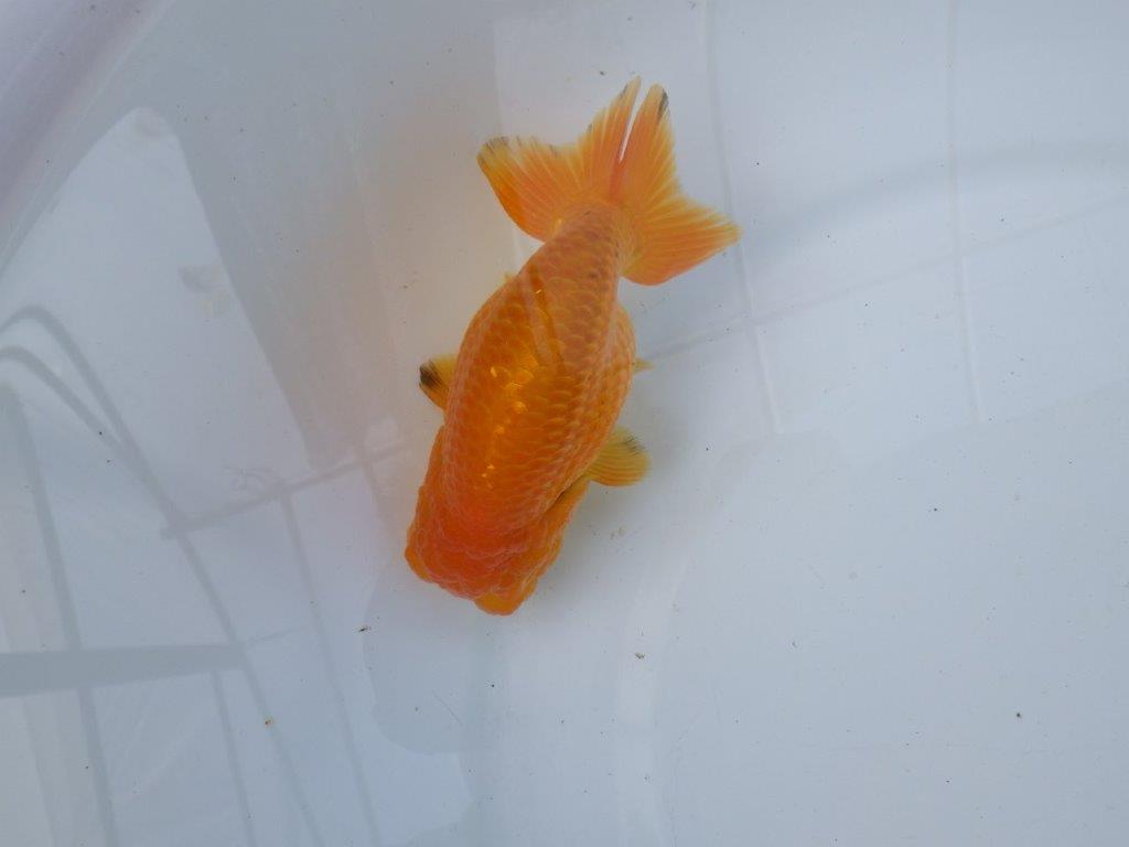 【愛知 小早川義幸氏　当歳らんちゅう 】丸みのある綺麗な背のラインが映える　約12,5cm メス？