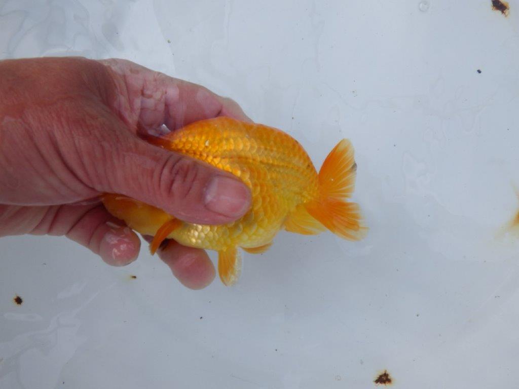 【愛知 小早川義幸氏　当歳らんちゅう 】丸みのある綺麗な背のラインが映える　約12,5cm メス？