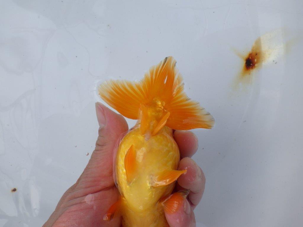 【愛知 小早川義幸氏　当歳らんちゅう 】丸みのある綺麗な背のラインが映える　約12,5cm メス？