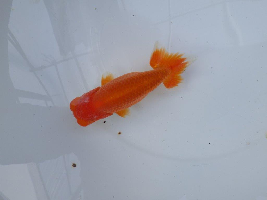 【愛知 小早川義幸氏 当歳らんちゅう 】系統的に種にもお勧め! 約13,5cm オス?