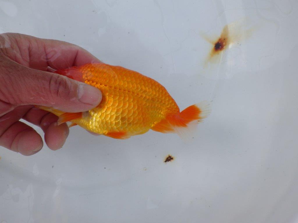 【愛知 小早川義幸氏 当歳らんちゅう 】系統的に種にもお勧め! 約13,5cm オス?