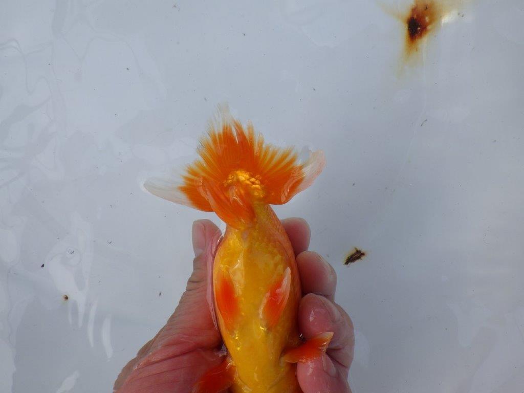 【愛知 小早川義幸氏 当歳らんちゅう 】系統的に種にもお勧め! 約13,5cm オス?