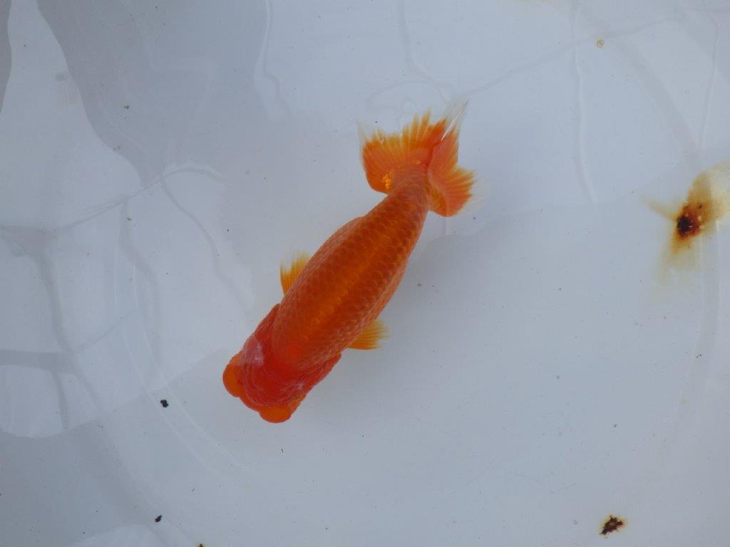 【愛知 小早川義幸氏 当歳らんちゅう 】系統的に種にもお勧め! 約13,5cm オス?