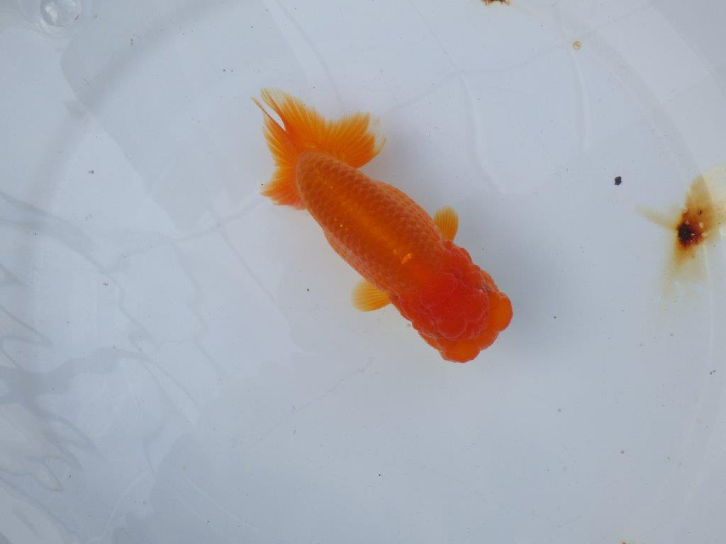 【愛知 小早川義幸氏 当歳らんちゅう 】頭が大きく目幅もあり種にもお勧め! 約13cm メス?