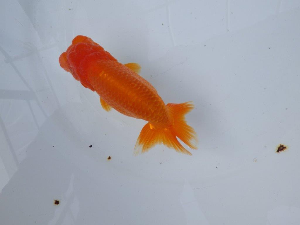 【愛知 小早川義幸氏　当歳らんちゅう 】頭が大きく目幅もあり種にもお勧め！　約13cm メス？の上身