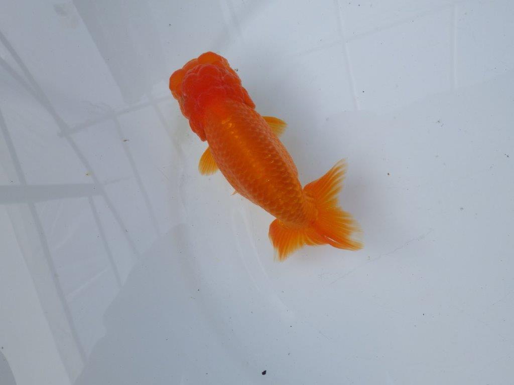 【愛知 小早川義幸氏 当歳らんちゅう 】頭が大きく目幅もあり種にもお勧め! 約13cm メス?