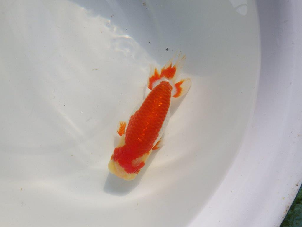 【愛知 小早川義幸氏 当歳らんちゅう 】色つやが良く綺麗な更紗 約15cm メス?