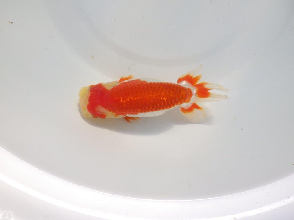 【愛知 小早川義幸氏 当歳らんちゅう 】色つやが良く綺麗な更紗 約15cm メス?