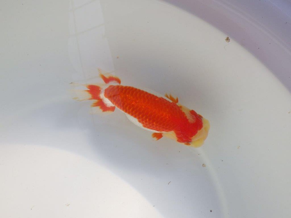 【愛知 小早川義幸氏 当歳らんちゅう 】色つやが良く綺麗な更紗 約15cm メス?