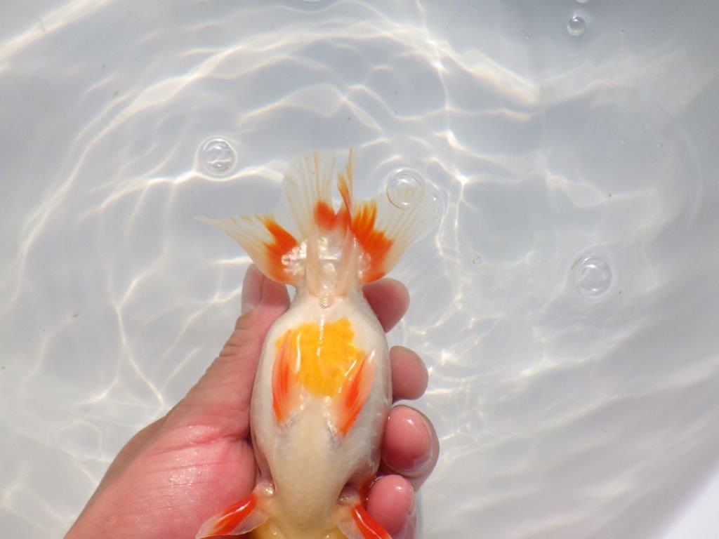 【愛知 小早川義幸氏 当歳らんちゅう 】色つやが良く綺麗な更紗 約15cm メス?