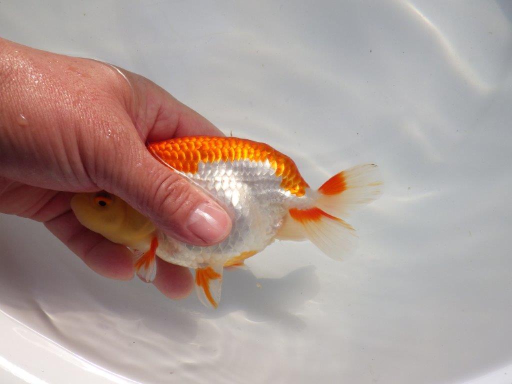 【愛知 小早川義幸氏 当歳らんちゅう 】色つやが良く綺麗な更紗 約15cm メス?