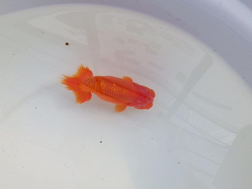 【愛知 小早川義幸氏　当歳らんちゅう 】雰囲気の良いらんちゅう　約12,5cm オス？の上身