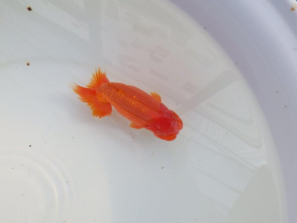 【愛知 小早川義幸氏 当歳らんちゅう 】雰囲気の良いらんちゅう 約12,5cm オス?