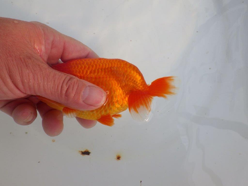 【愛知 小早川義幸氏 当歳らんちゅう 】雰囲気の良いらんちゅう 約12,5cm オス?