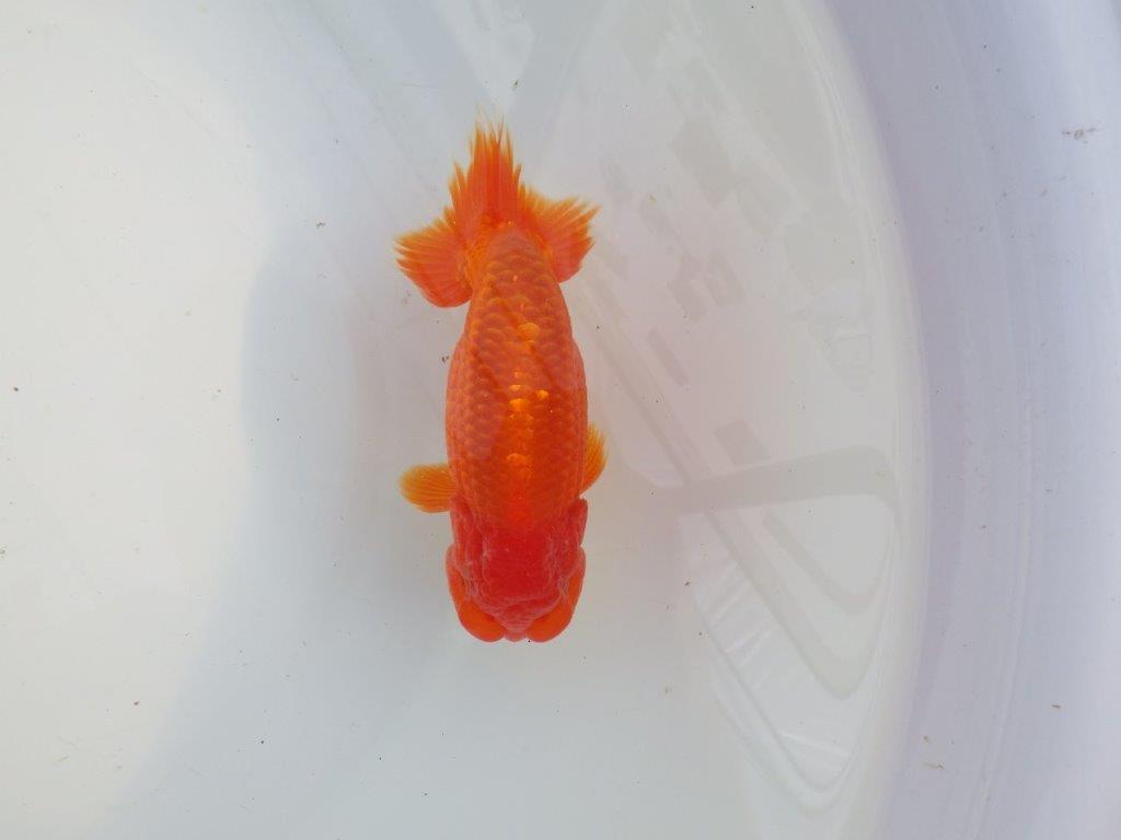 【愛知 小早川義幸氏 当歳らんちゅう 】雰囲気の良いらんちゅう 約12,5cm オス?