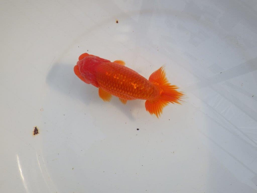 【愛知 小早川義幸氏 当歳らんちゅう 】雰囲気の良いらんちゅう 約12,5cm オス?